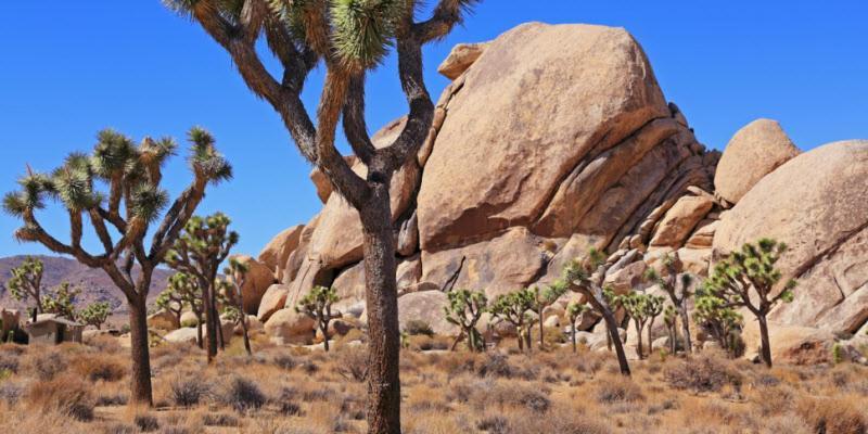Center Street Villas Joshua Tree Dış mekan fotoğraf
