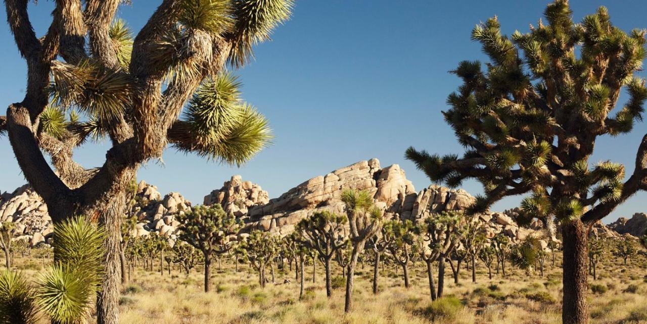 Center Street Villas Joshua Tree Dış mekan fotoğraf